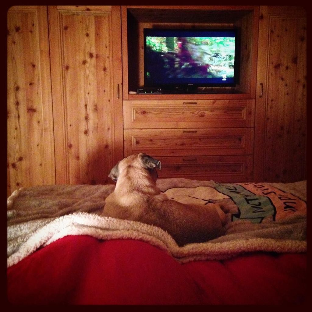 Puglee_Pug's tweet photo. A casa Roscini anche stasera i programmi tv li sceglie Don Kiki😂 #pugsofistagram #pugs by giulia_soldati https://t.co/QkKG75JgqC