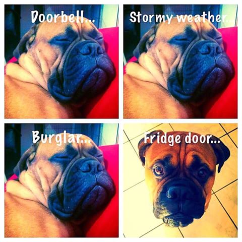 Dog Owners UK (@dogownersuk) on Twitter photo 