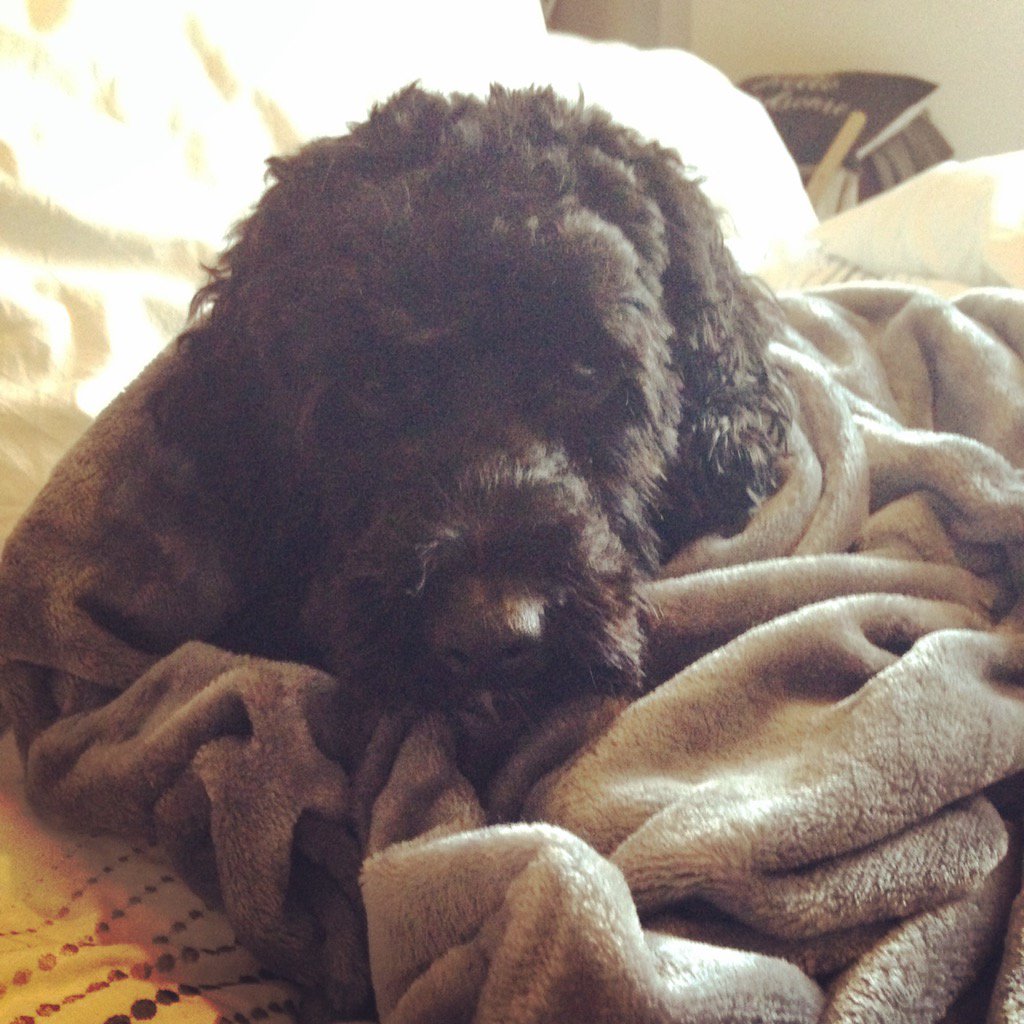 Bella_Cockapoo's tweet image. 👋🏻