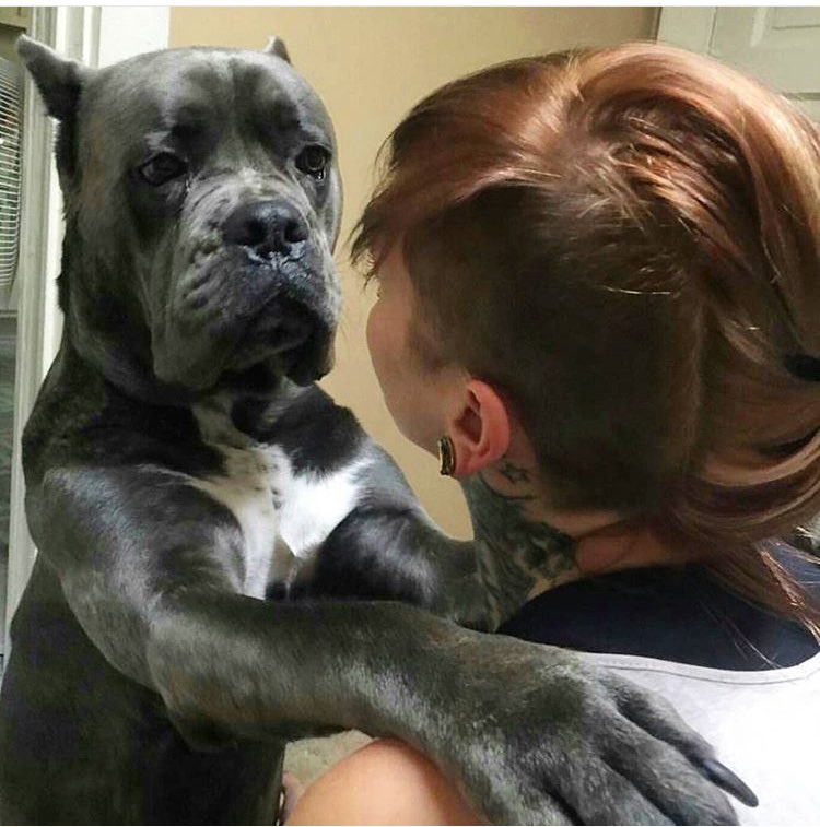 ShplyCaneCorso's tweet photo. A nice treat to give your new best friend: ice cubes and frozen bread. #dogs #dog #canecorso #puppy #puppies #love https://t.co/nDXRKMJSZ7