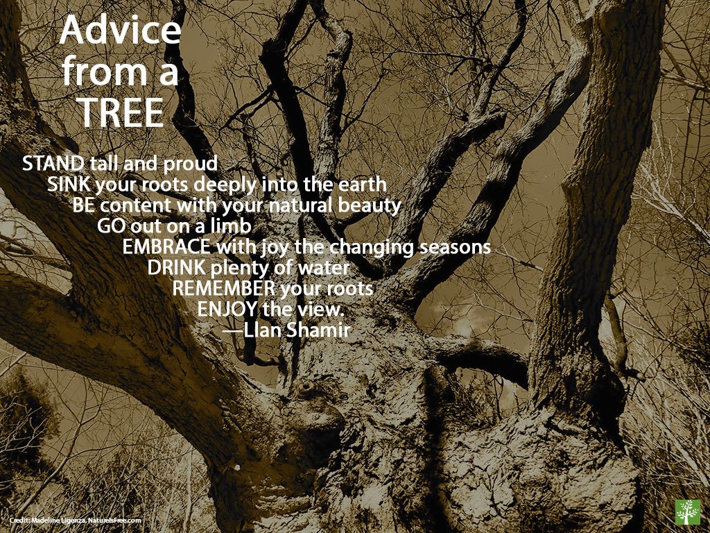 AmericanForests's tweet photo. Advice from a #tree… our #WednesdayWisdom https://t.co/HPl0Uzgqae