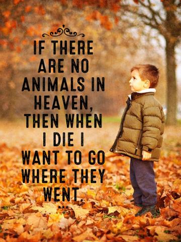 FluffyMemorials's tweet photo. Wise words. #PetLoss #RainbowBridge #Comfort #MakeAMemorial https://t.co/fenqRs0S3n