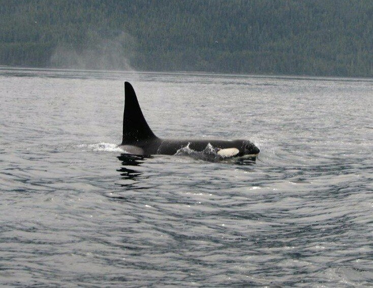 Flymanbc's tweet photo. Whale Wednesday. https://t.co/gqoDJOM2Tk