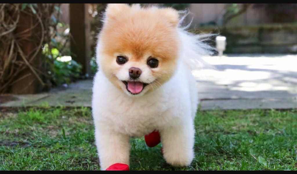 JacobDonne's tweet photo. My dog https://t.co/YDruwMcBXK