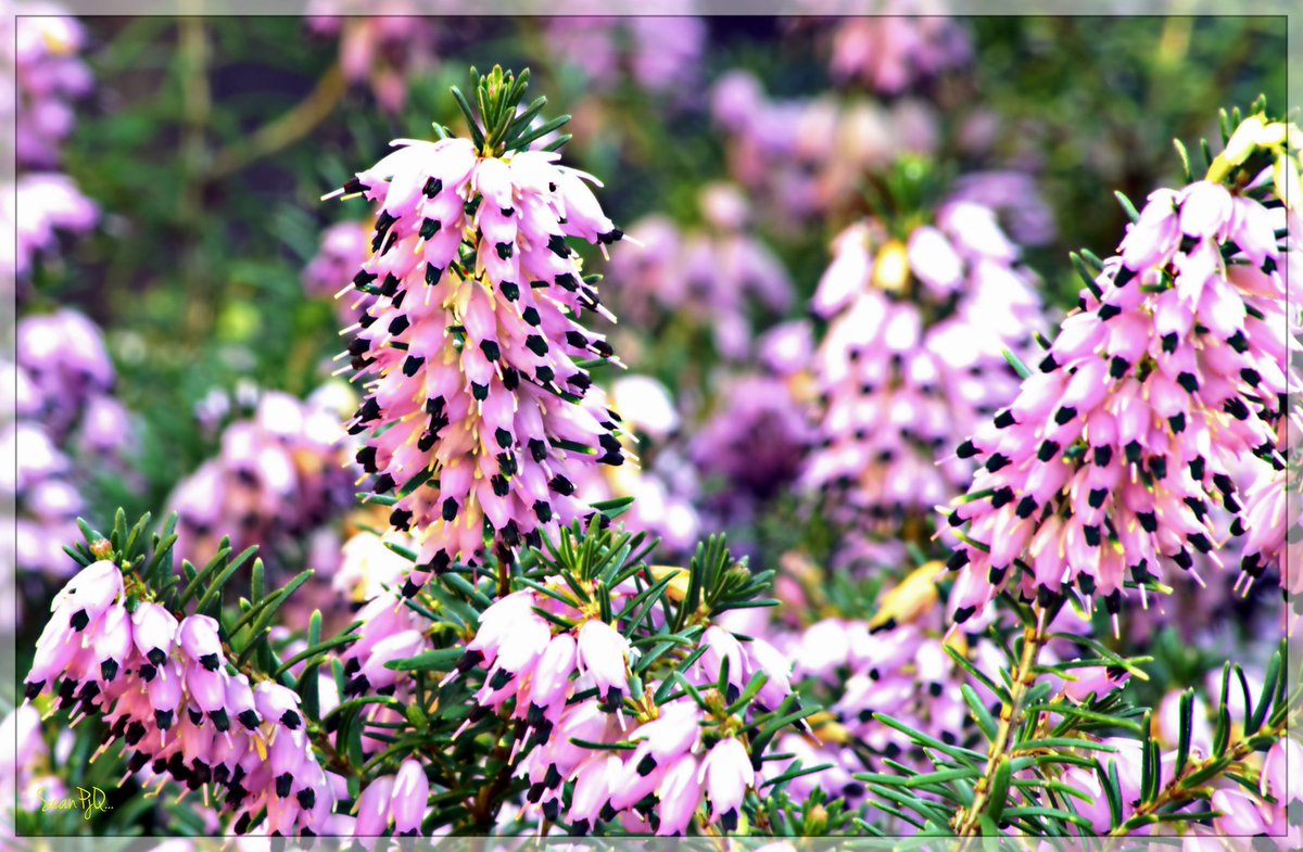 JustPhotosbyMe's tweet photo. #colour returning to the #garden #heather #winterheath #evergreen #EricaCarnea #DecemberRed #shrub @GardenNewsmag https://t.co/MgCQgBtjqQ