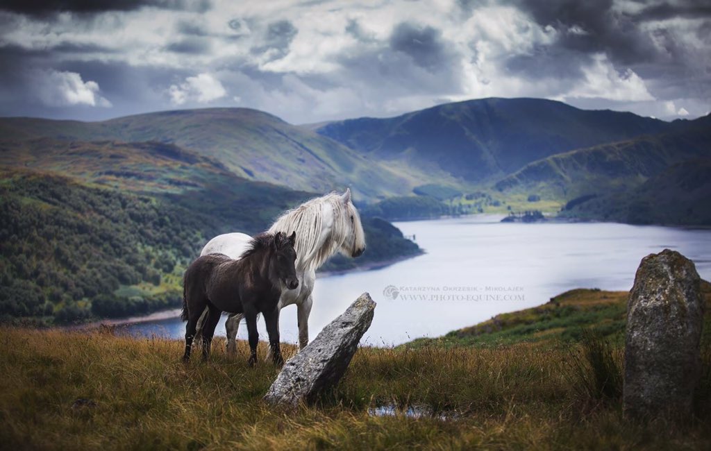 Photo_Equine's tweet photo. Fell Ponies from Cumbria, UK. https://t.co/60f4IiBSnT