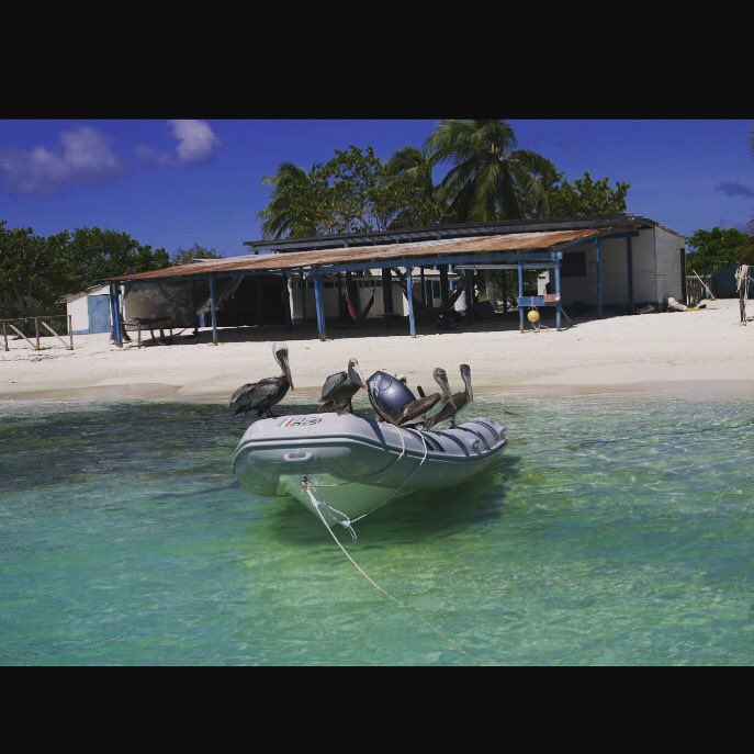 mvcopasetic's tweet photo. We didn't stand a chance...Tender take over 😱 #pelicanisland #tender #explore #discover https://t.co/gtUTD1DNtM