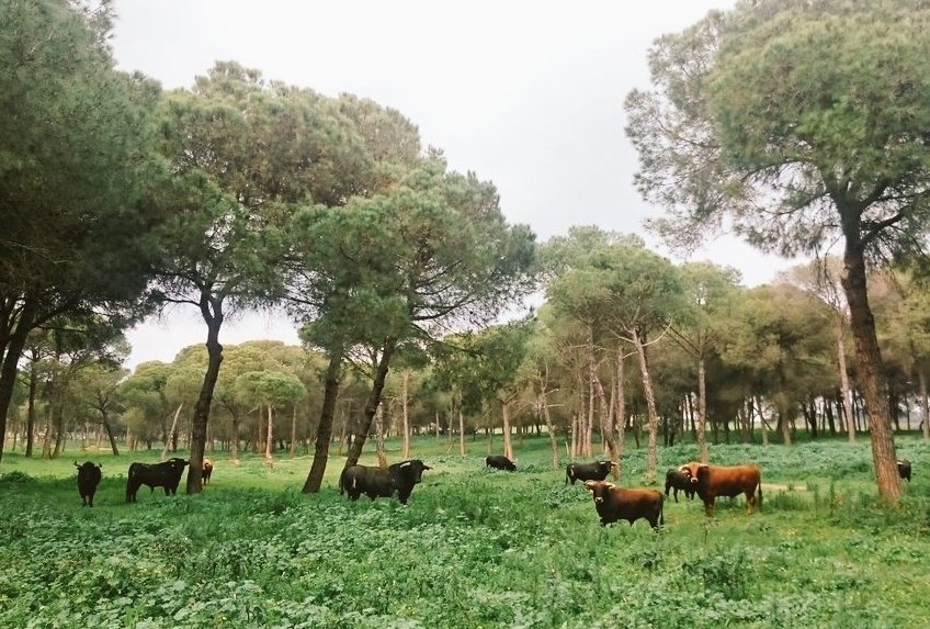 RPeralta_'s tweet photo. La cría del toro bravo. Esto sí que es Bienestar Animal y no la ley esa que pretende hacer Pedro @sanchezcastejon https://t.co/wij1OBMTFZ