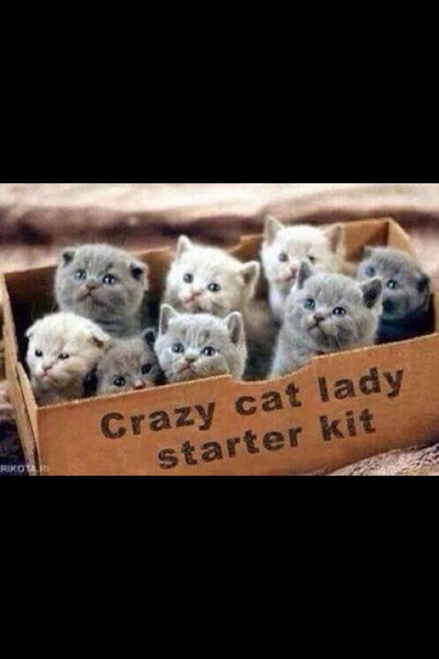 catsruleonline's tweet photo. #HarmlessHumor #NoOffence #CatLover #CatsRule #CrazyCatLady
=^.^= https://t.co/6uLmroIGD1 25% OFF SALE = RIGHT NOW! https://t.co/SfpDLNXc3d