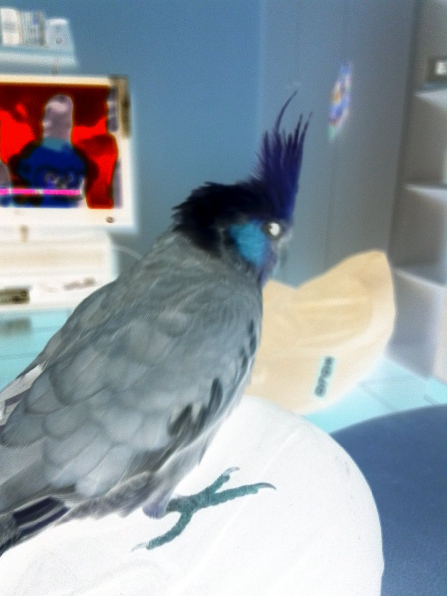 TikiParrot's tweet photo. Scary tiki https://t.co/BuVlvsWsJ9