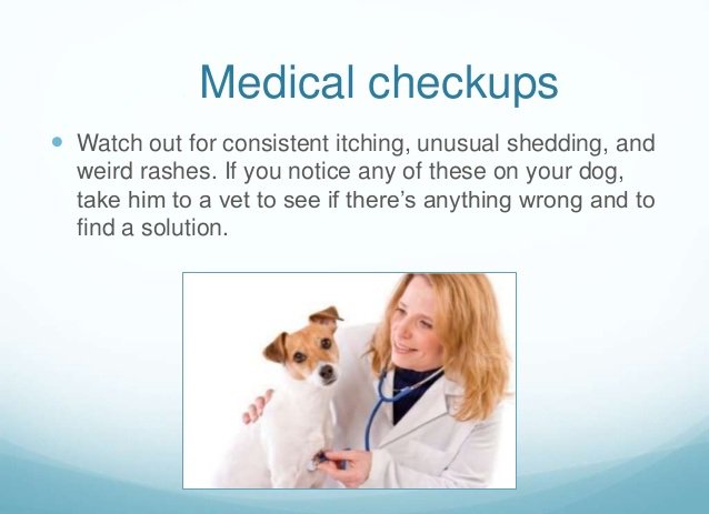 PLC_Singapore's tweet photo. Bring your #dog for #medical_checkups if you notice constant itching, unusual shedding & weird rashes.
#PetCheckup https://t.co/8KE81YSb6D