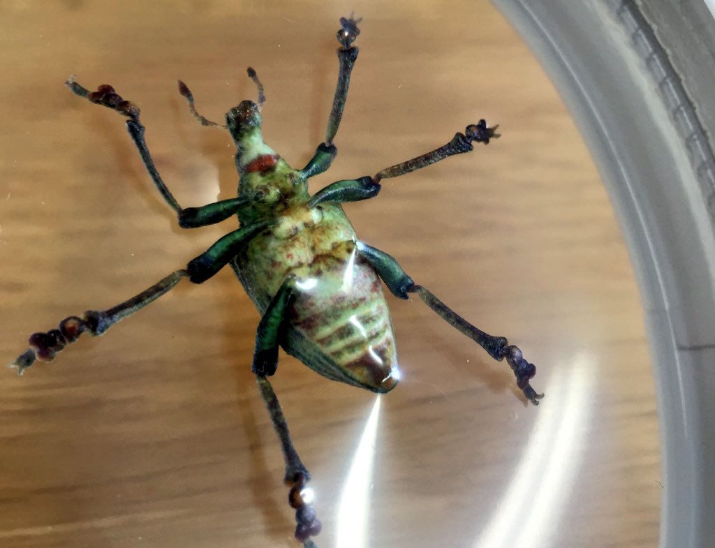 原雄司 株式会社extrabold On Twitter 開発中のミマキエンジニアリングさんのカラー3dプリンターと 超細密な小檜山先生の昆虫の 3dデータと あと当社ですごい手伝った3dデータ補正技術によるこの昆虫のモデル リアル過ぎて 凄すぎて興奮する しかも少し柔らかいよ