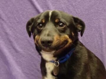 byreIatable's tweet photo. when ur trying your best but nothing is going right https://t.co/Zmq7NdIigR