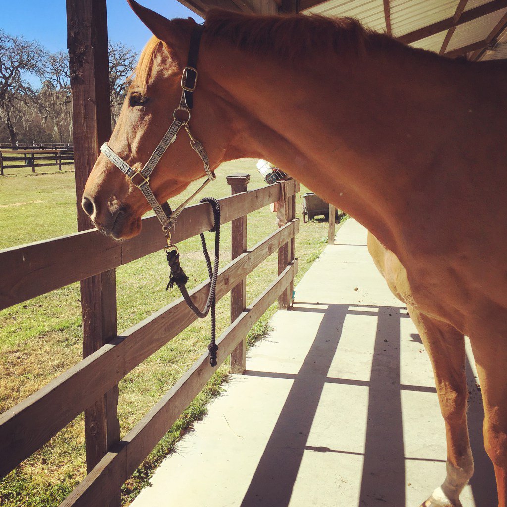 laubhoarst's tweet photo. RT https://t.co/EyInE52RBz Horsewomen and Horsemen #Equestrian #AnEquestrian https://t.co/ZfE5kXB9gD https://t.co/xaMz9mniol