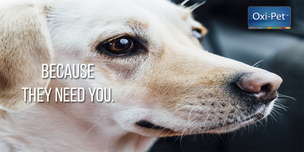 Oxi_Pet's tweet photo. Do you care about them? We do!! #AFamilyMember https://t.co/kDs4u8B0hz