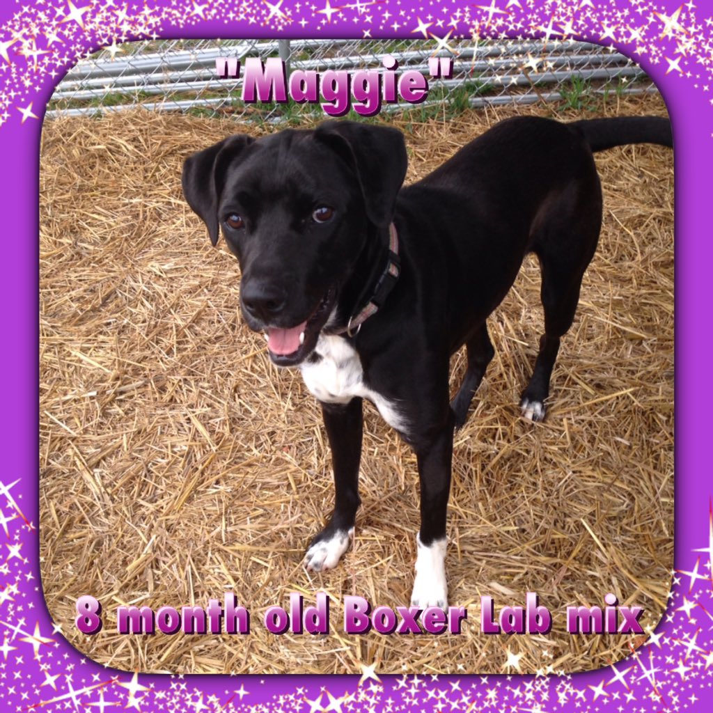 2HandsSave4Paws's tweet photo. #rescue #puppy #adoptdontshop available for adoption. Chewy &amp; Maggie 👀 4-ever homes https://t.co/54lOhCXN25