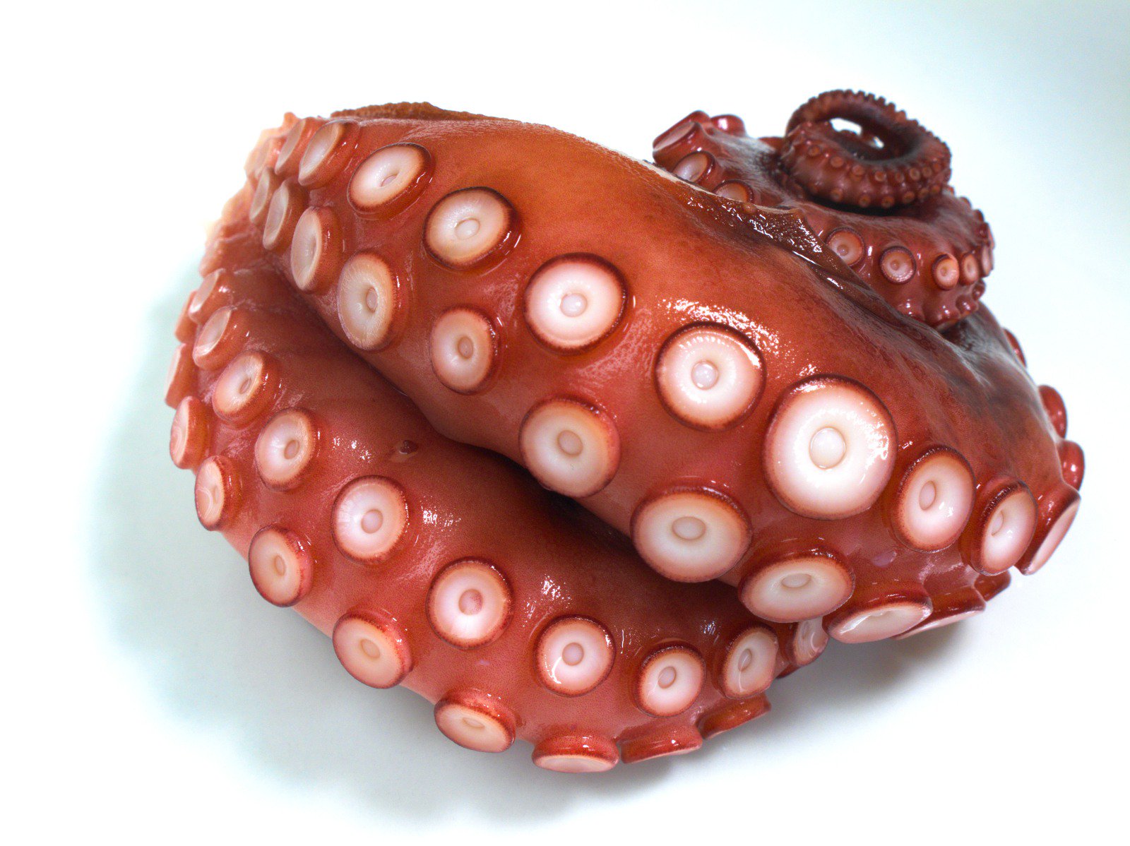 ららぽーと タコのオス メスの見分け方は 吸盤の形と並び方から オスは大きな吸盤が雑然と並んでいるのに対し メスは小さめの吸盤が整然と並んでいます メスの方が美味しいということなので 買うときはチェックしてみてくださいね タコ 吸盤