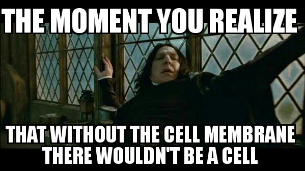 VoteCellMem2k16's tweet photo. @MrsMitochondria @MsDSacco if I wasn't there there wouldn't be a cell and the organelles and the cell would die https://t.co/IT1g4GSO5m