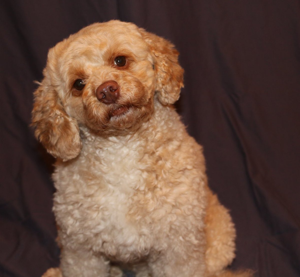 cockapoo_puppy's tweet image. My new haircut! #cockapoo