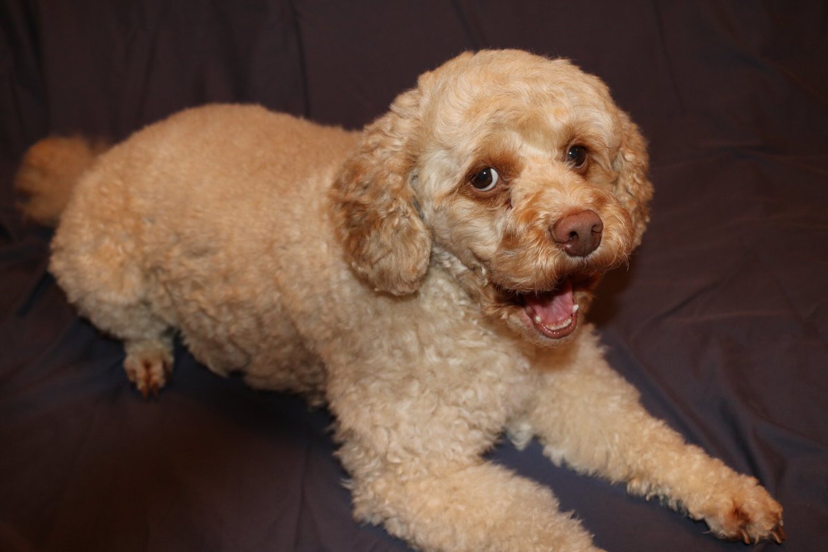 cockapoo_puppy's tweet image. My new haircut! #cockapoo
