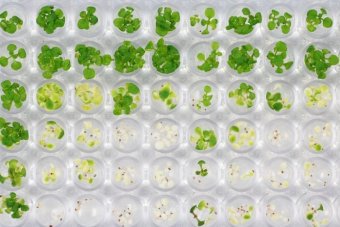 Exciting news about research into an antibiotic that could take over from glyphosate ab.co/21smicv