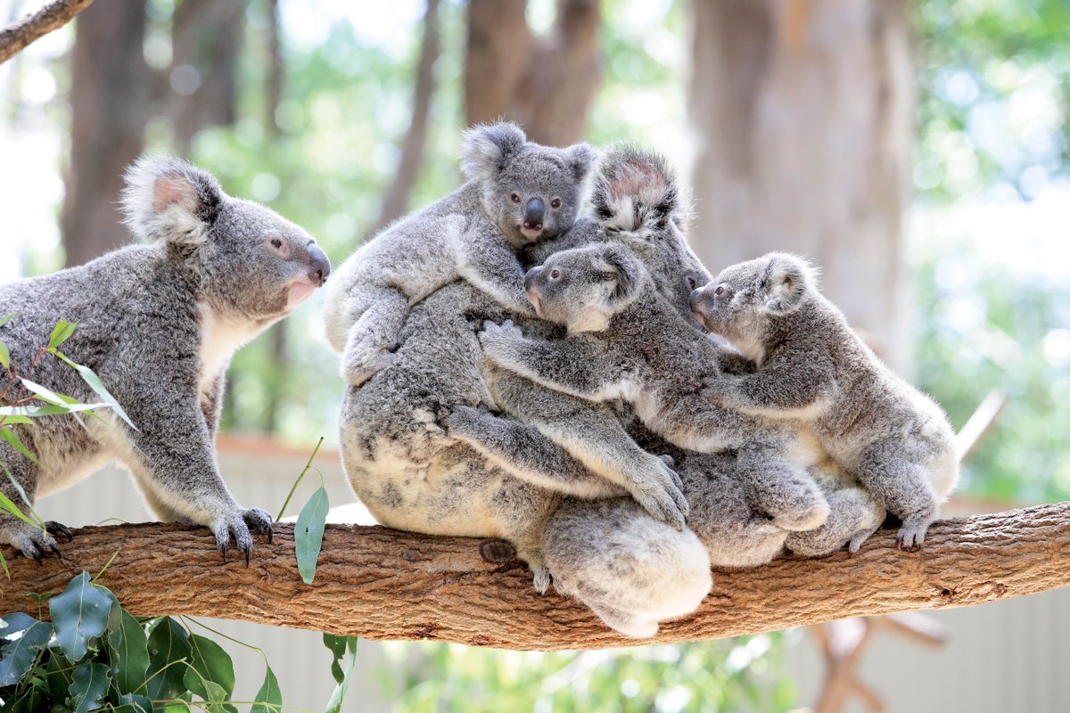 Australia's tweet photo. It’s a tough gig being the most popular koala at @CWSlive 🐨 (Photo via IG/lukemarsdenphoto) https://t.co/su17kmOBHw