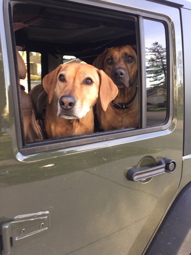 grnbullitt's tweet photo. We went for a little Jeep ride #MissRiley https://t.co/xc7E1xHf4L