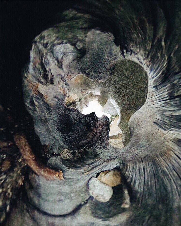 sougwen's tweet photo. 🌀#dendochronologic 🌀
The Secret Life of Trees -
#organic #microperspectives #sojourn #memory #imprint https://t.co/Nv74q4Njk8