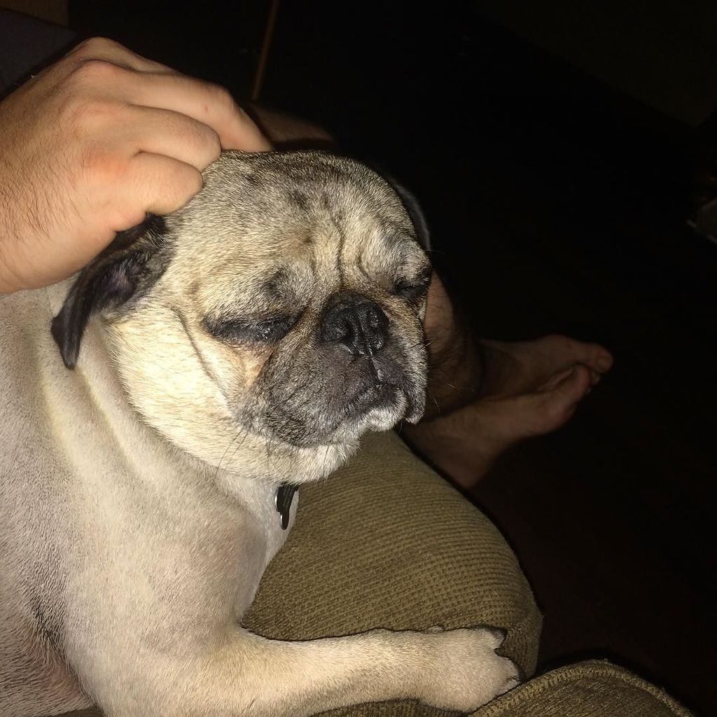 Puglee_Pug's tweet photo. Pug life is hard #pug #pugs #puglife #puglove #pugloves #pugstagram #pugnation #instapug #pugsofinstagram #speakpug… https://t.co/dtphgEYgZU
