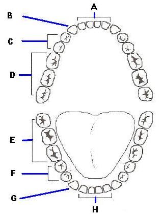 my dental health ar twitter we re always interested in knowing how many people know the types of teeth can you name all the teeth no cheating https t co 9nbfqsycco twitter