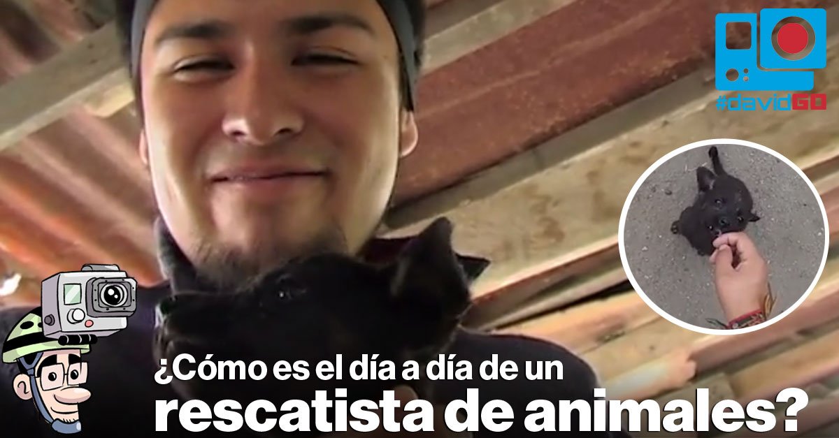 elcomerciocom's tweet photo. #DavidGO acompañó al PAE en un rescate de perros. #Video » https://t.co/g7DgclLlOP https://t.co/iTE7qYpMXw