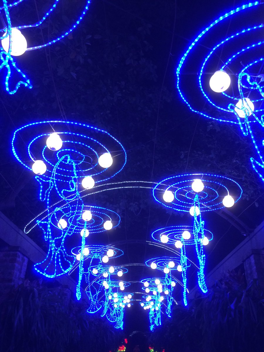 lizzy_welch's tweet photo. #jellyfish have always been some of my gap rite sea creatures #undadasea #chinalights https://t.co/OL9Q5W6eHE