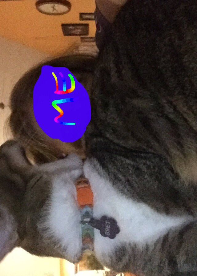 Animalover2363's tweet photo. Lol!!! My cat yawned! Selfie! #catselfie #catlover #kittycar https://t.co/ESrn1rGN3V