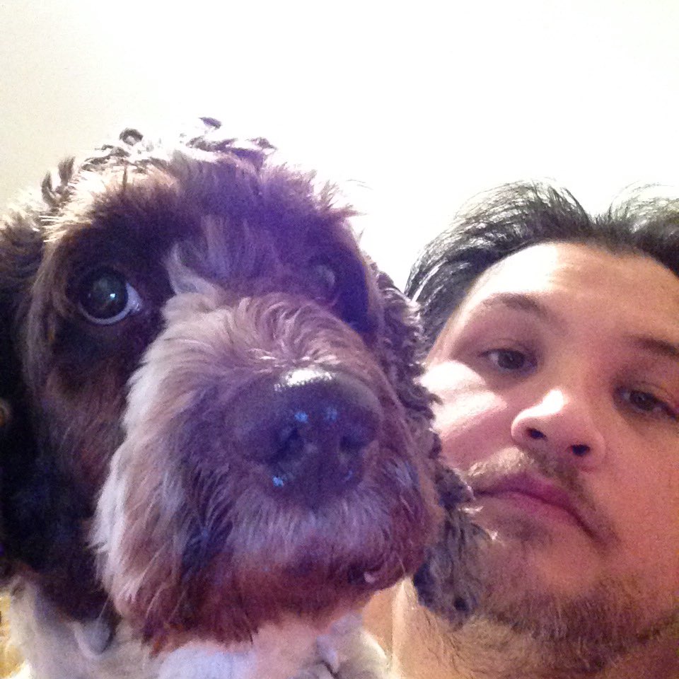 Bigjamesstorey's tweet image. @mac_debra @CockapooPlace hi I'm spike,I'm a cockapoo to