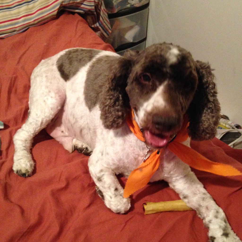 Bigjamesstorey's tweet image. @cockapoo_puppy @CockapooPlace nice haircut daddy and mommy shave me like that to