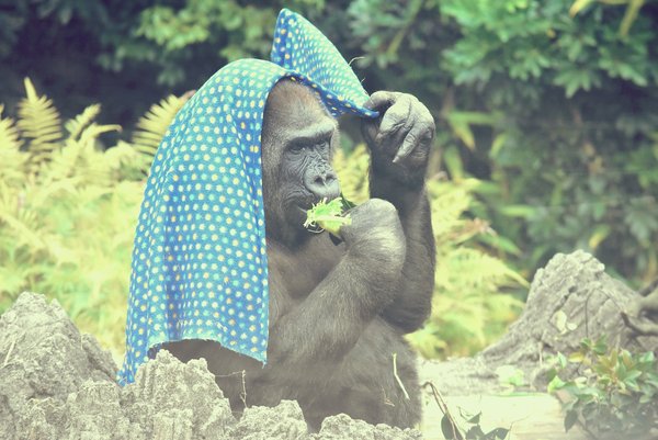 爆売り Popcrew タイガーキングハット エキゾチックな動物園の動物園の動物園のレンジャー サファリベースボールキャップ 面白いジョークギ 還元祭 Alimamiy Ru