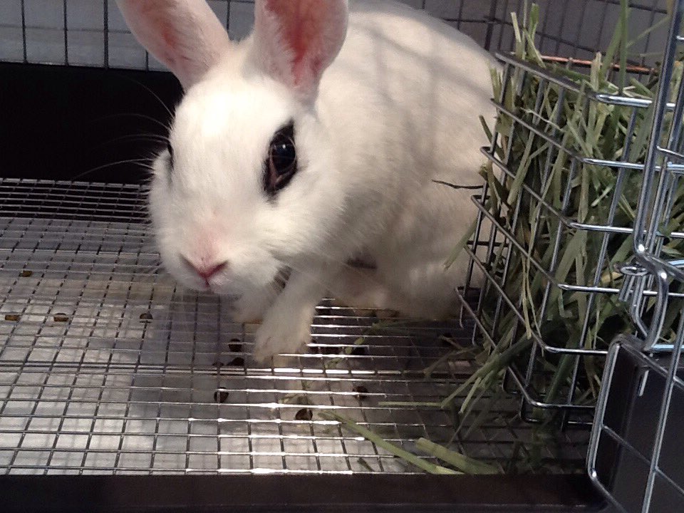 うさぎ専門店 Ms Bunny 今日だけ特別出勤で アルバイトに来てくれた ドワーフホトのイヴちゃんです うさぎカフェで抱っこしてね うさぎ販売 うさぎカフェ 六本木 Ms Bunny T Co R5s9askjcz