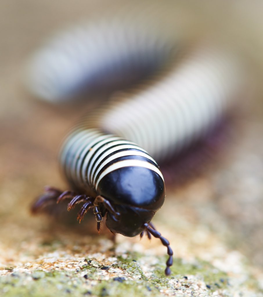 JackFillery's tweet photo. A millipede or 'Shongololo' cruising across the rocks mpumulanga, South Africa https://t.co/fMIIZnzQbq