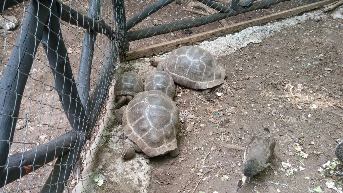 IBF2016's tweet photo. Some more Glimpse from Pleasure trip.Nest for Huge Land Tortoise in Prison Island. Oldest one is 180 years old. https://t.co/2dGgEYcEg9