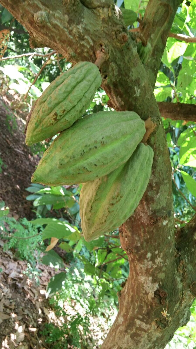 IBF2016's tweet photo. Visit to Spice Gardens #Zanzibar https://t.co/qs4qDwKiah