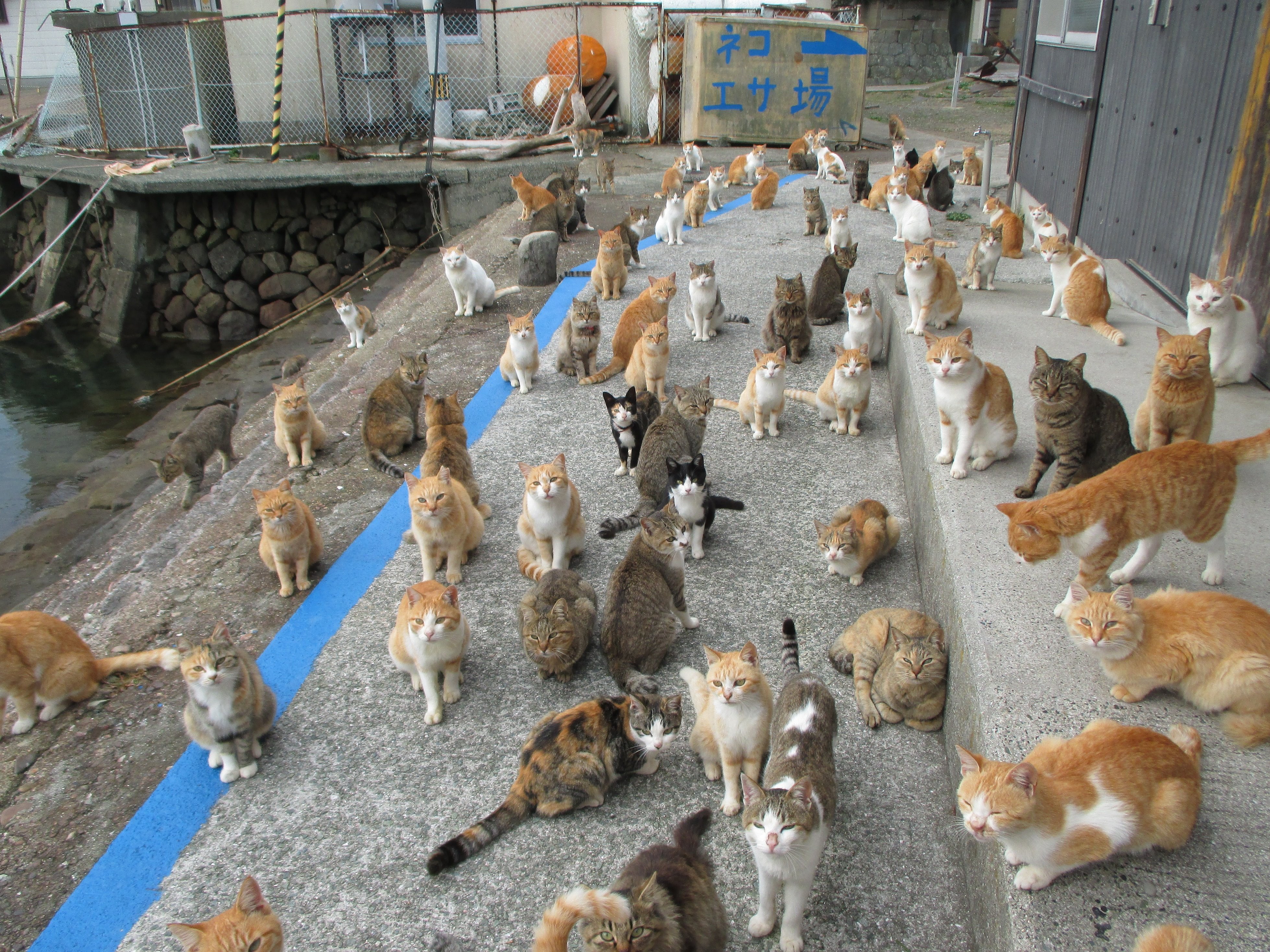 猫の島 青島 支援物資 猫ちゃんのエサ ご飯 の青島への発送は停止願います 予想以上の大量のエサ ご飯 が青島に届いてしまい 保管場所がなくなりました ４月まで大丈夫です 皆さんありがとうございました それにしても青島の猫たちの人気は