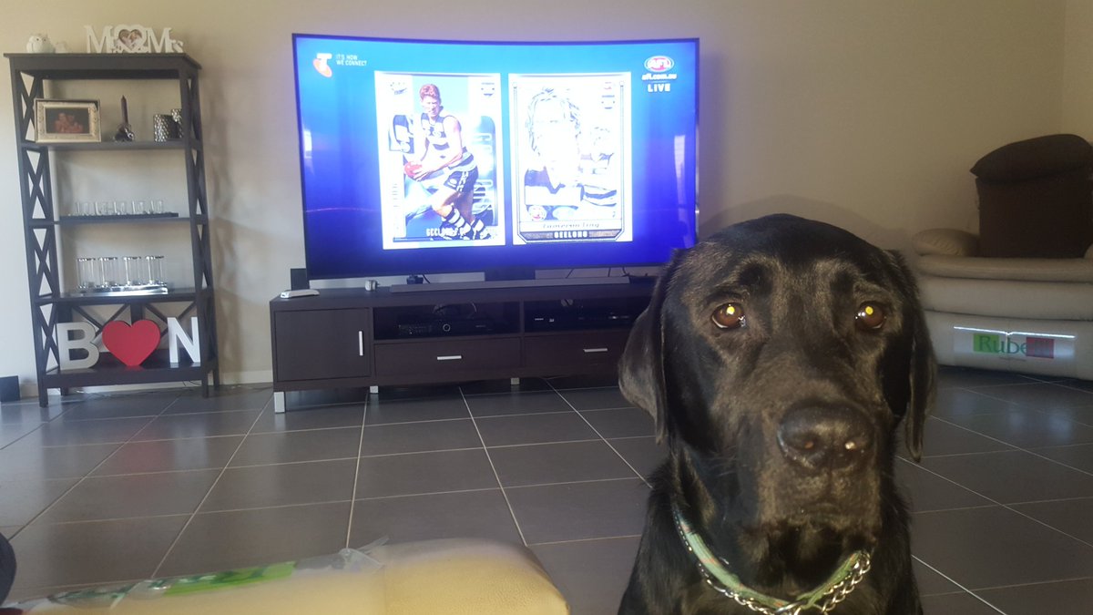 BrendanDando's tweet photo. @AFL my 2 favourite things greeting me after a hard day's work #pup #firstbounce #lingyshair @selectaustralia https://t.co/Bn5lioRuEW