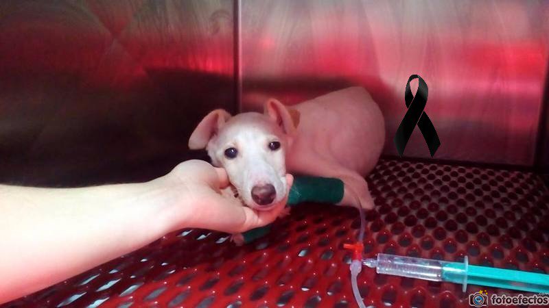 proteSegovia's tweet photo. Hoy no es un #FelizJueves.No hemos llegado a tiempo.D.E.P,pequeña. #stopgalgueros #NoAlMaltratoAnimal #Denuncia https://t.co/OQaCBNVXzm