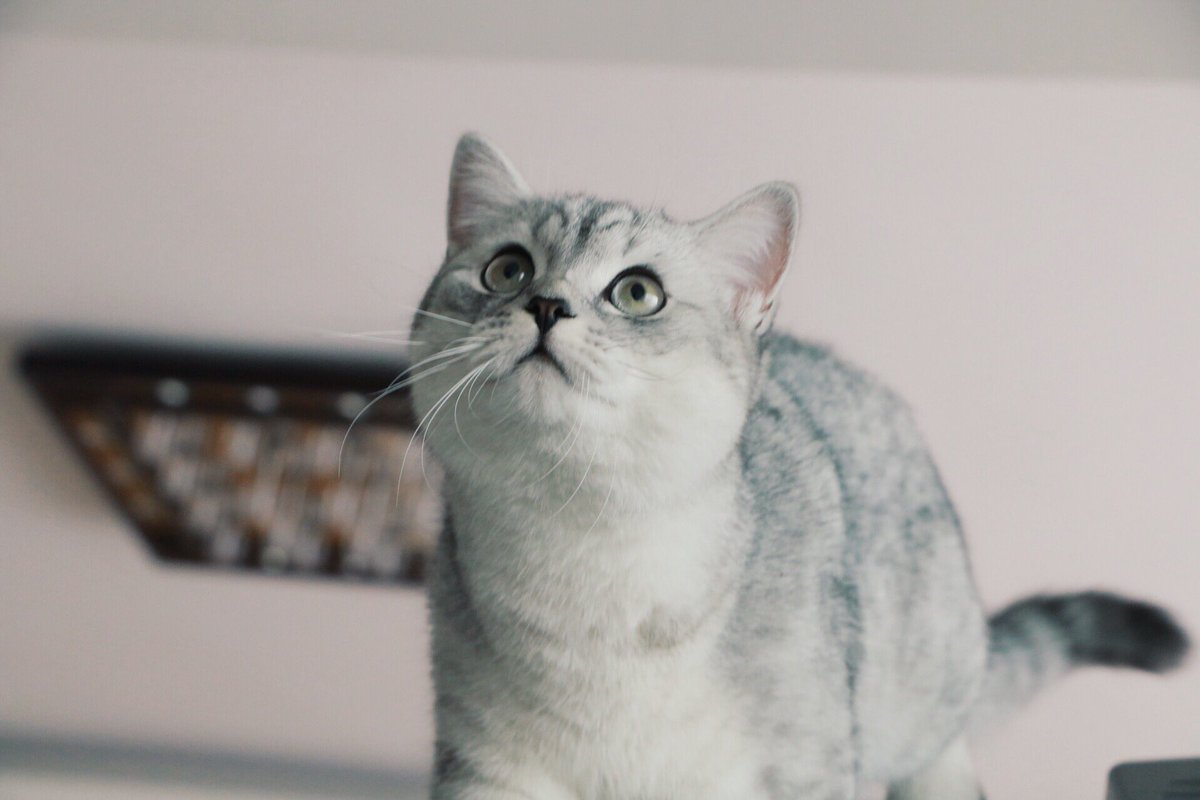 yomikatze's tweet photo. 半歳のお誕生日おめでとう！ https://t.co/jbJCc1PeB6