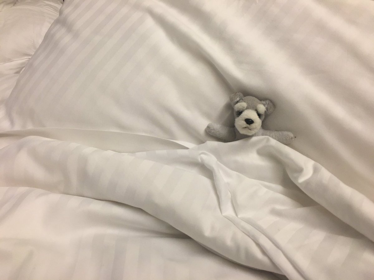 SchnauzMini's tweet photo. Can't be doing with these early starts #jetlag https://t.co/IWYtCHOxxs