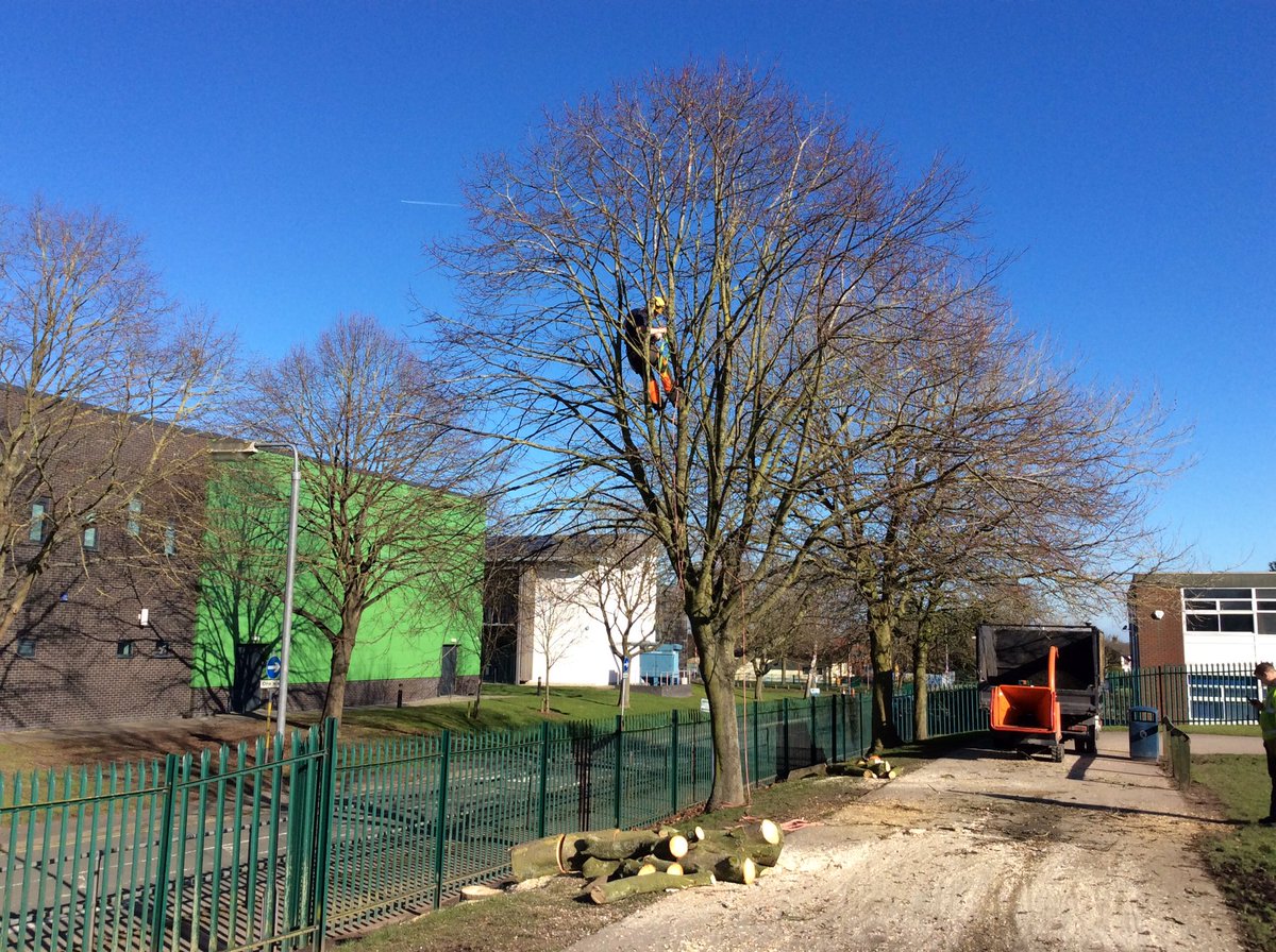 tree_access's tweet image. Any tree related issues? Call us today 07825046665