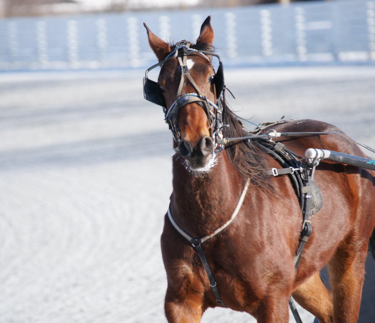 _CamChowder's tweet photo. Hay! That’s me 🐴👍😃
https://t.co/3DZcoNvU8g
#HarnessRacing #PEI
#Camluck #Artsplace  
@USTrotting @HarnessRacingFZ https://t.co/IbzX5jky02