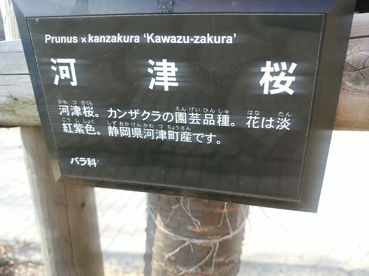 shinzurucocoro's tweet photo. 誰よりも早く､お花見が出来そうです｡o(^o^)o🍻🍺🍶🍻🍺

#イマソラ
#桜 https://t.co/8SSgNYnpup