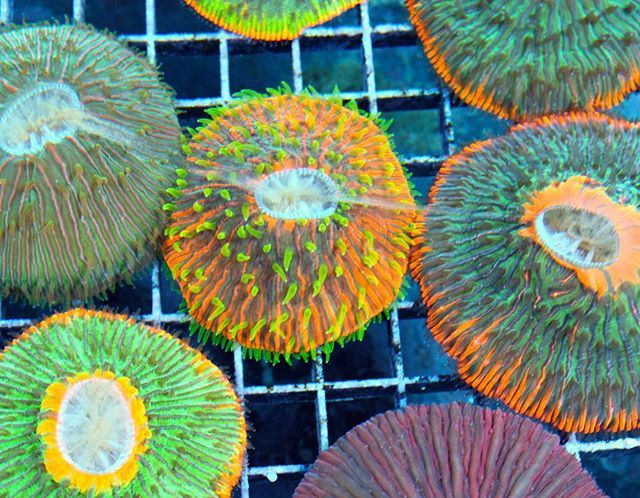 SeaLifeProject's tweet photo. Pectinia Wow #twoguyscorals #tgc #lps #coralcare #polyplab #pectinia #coralreef #reefroids… https://t.co/oVh8zxPriB https://t.co/Arjgyswffm