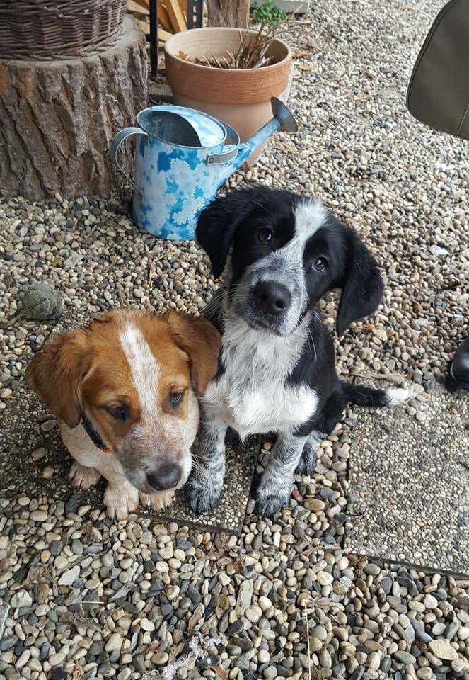 praprotnix's tweet photo. Sisters. Leva psička išče dom #lajka https://t.co/QDGRLcXAQU